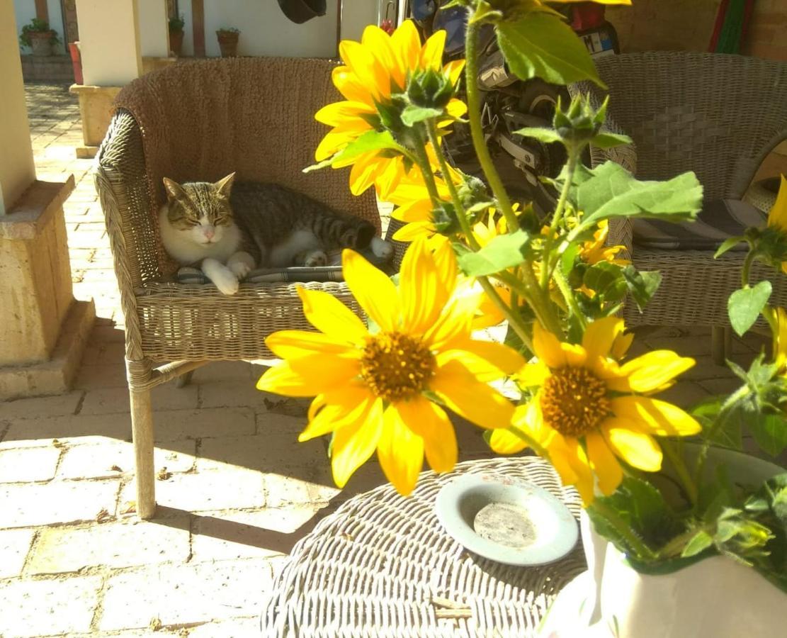 Willa Barbagianni Senigallia Zewnętrze zdjęcie
